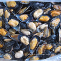 wholesale mussel meat with half shellsupplier